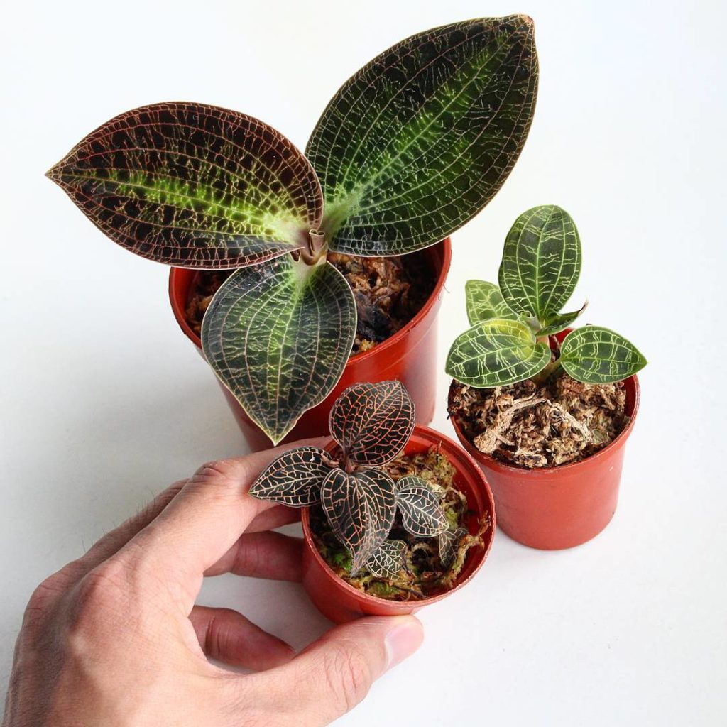 @houseplantjournal: I’m happy to finally see these jewel orchids in person – they’re much smaller th…