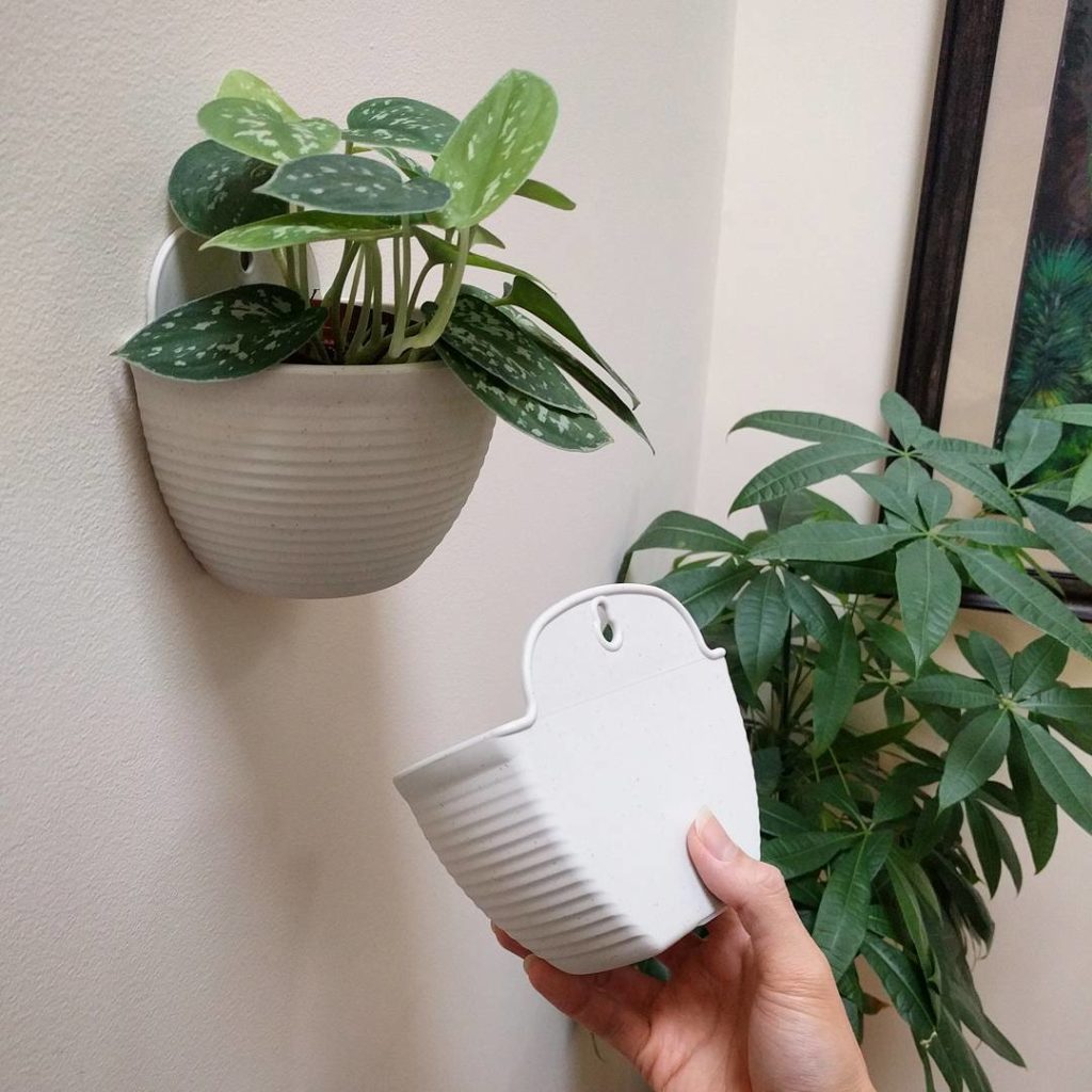 @houseplantjournal: FAQ: Light – I get lots of bright, indirect light (200+ foot-candles) from a lar…