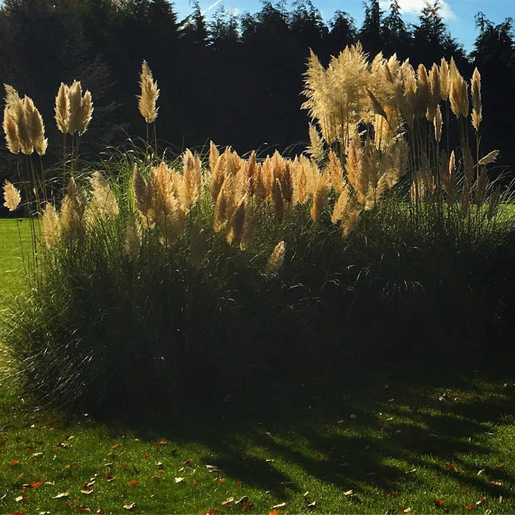 @richardmiers: Plumes of Pampas Grass in a RMGD clients garden in Surrey earlier today. Really …