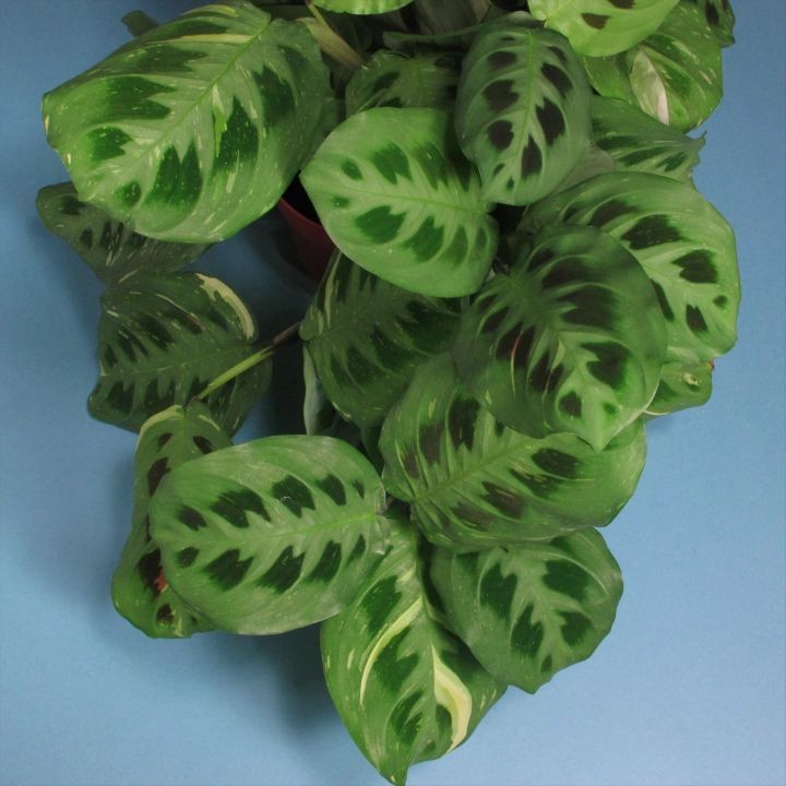 @houseplantjournal: As an experiment, I exposed my Maranta leuconeura to a bright light (200 foot-ca…