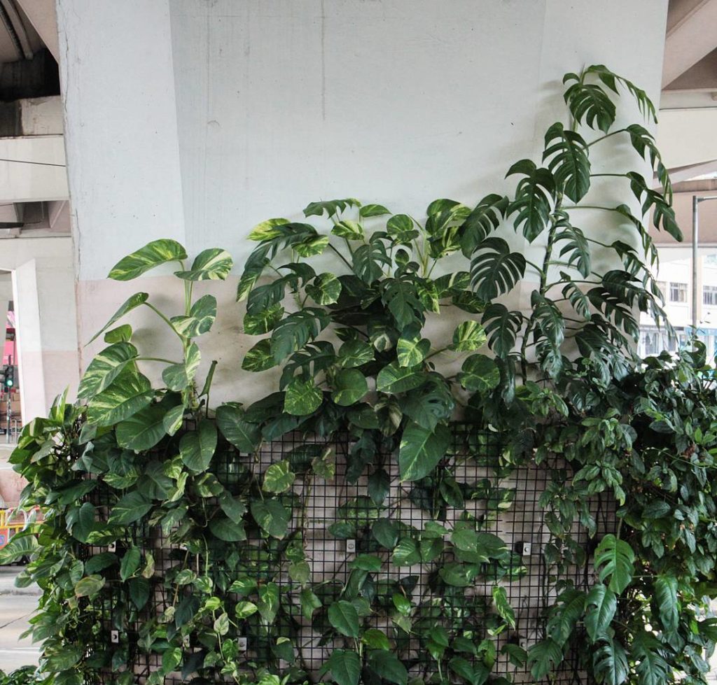 @houseplantjournal: #monsteramonday – here’s a monstera (not deliciosa) growing up an overpass colum…