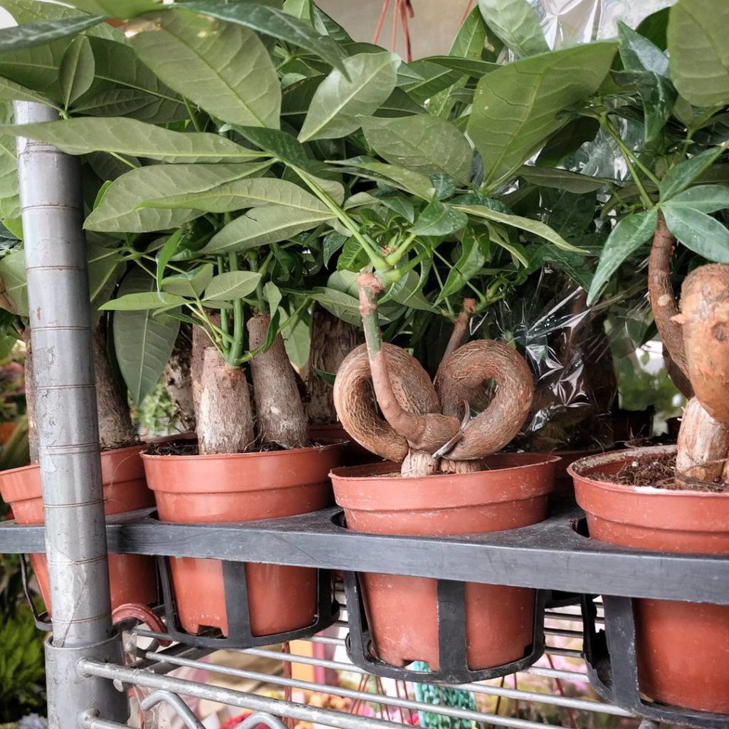 @houseplantjournal: These Pachira acquatica plants have been adapted to Hong Kong living – small liv…