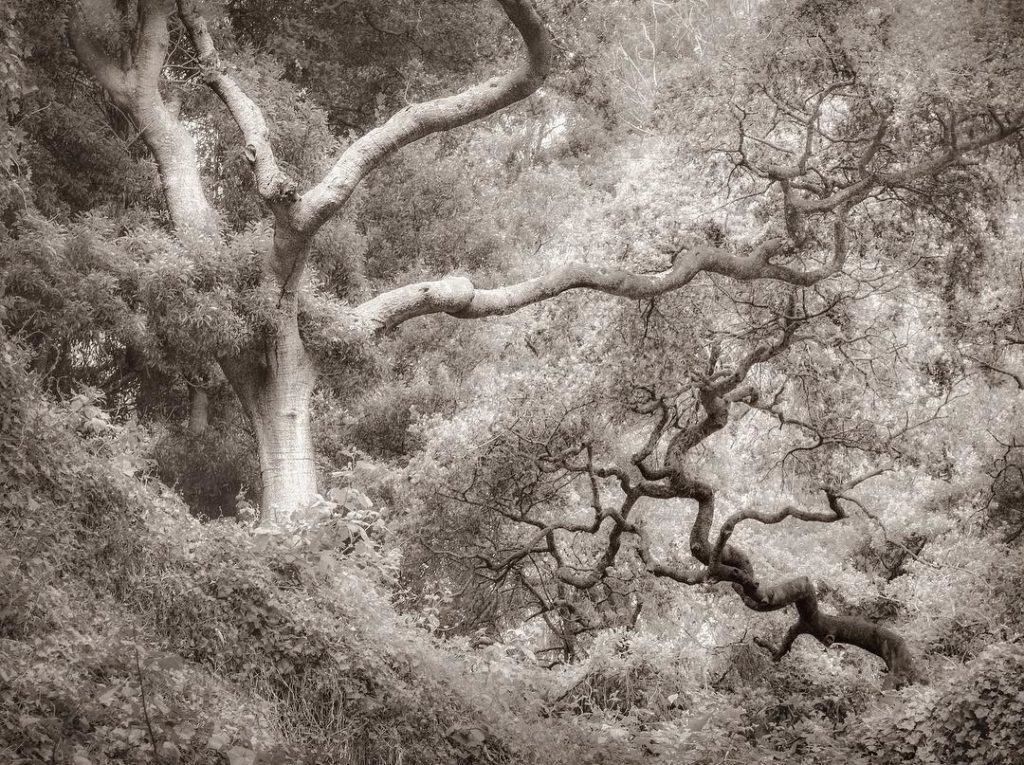 @gardendesignmag: Yin Yang Oaks near Lily Pond at @sfbotanicalgarden (Coast Live Oak – Quercus agr…
