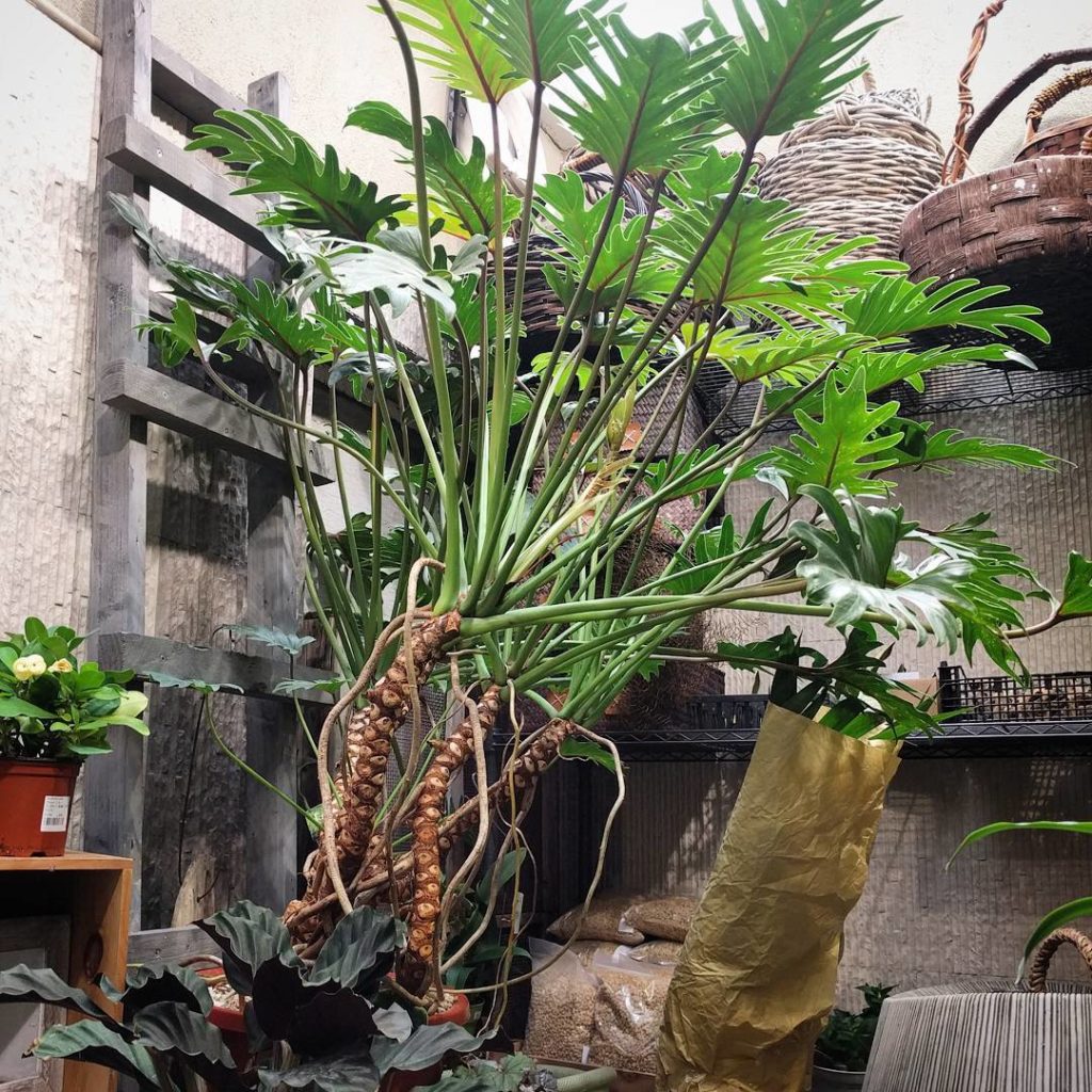 @houseplantjournal: A beautiful, mature philodendron xanadu. I love how its “trunk” looks just like …