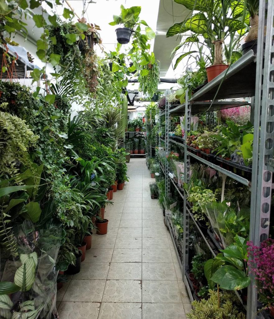 @houseplantjournal: #latergram – tomorrow, I’ll post a couple more photos from my Flower Market expe…