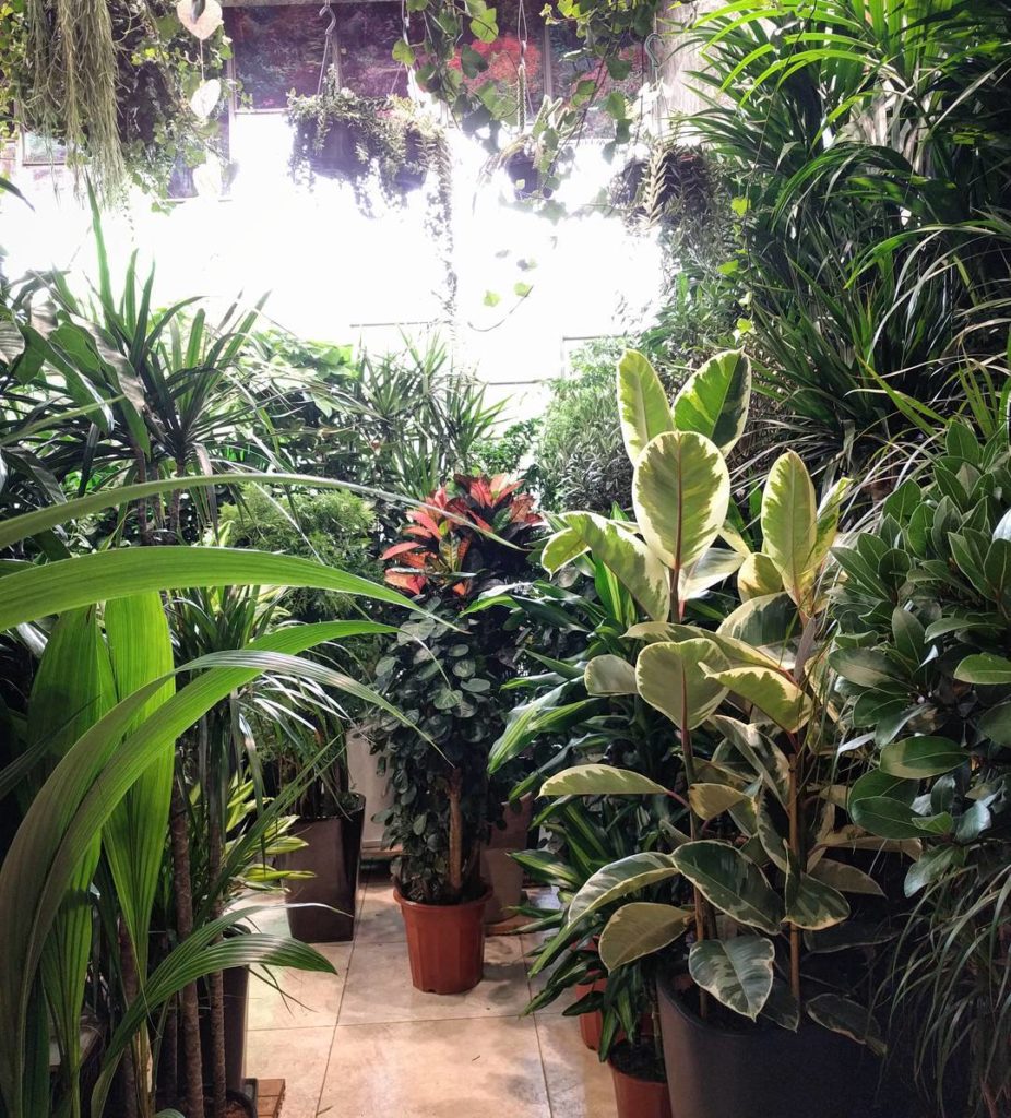 @houseplantjournal: Another plant filled shop from my plant expedition in the Hong Kong Flower Marke…