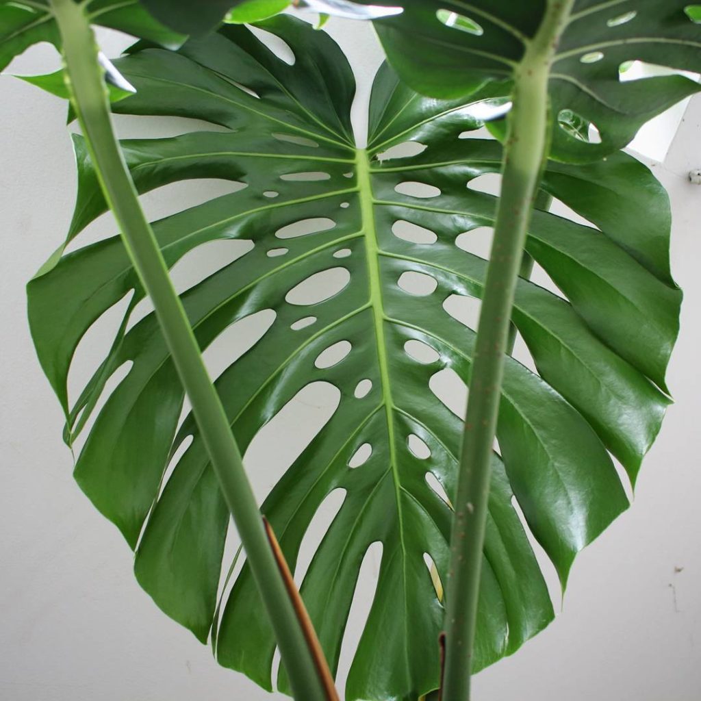 @houseplantjournal: Happy #monsteramonday – this is the most complex leaf on my friend’s super tall …