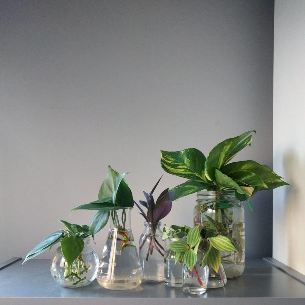 @houseplantjournal: I shared some house plant wisdom on Crush Online (link in profile) – an online f…