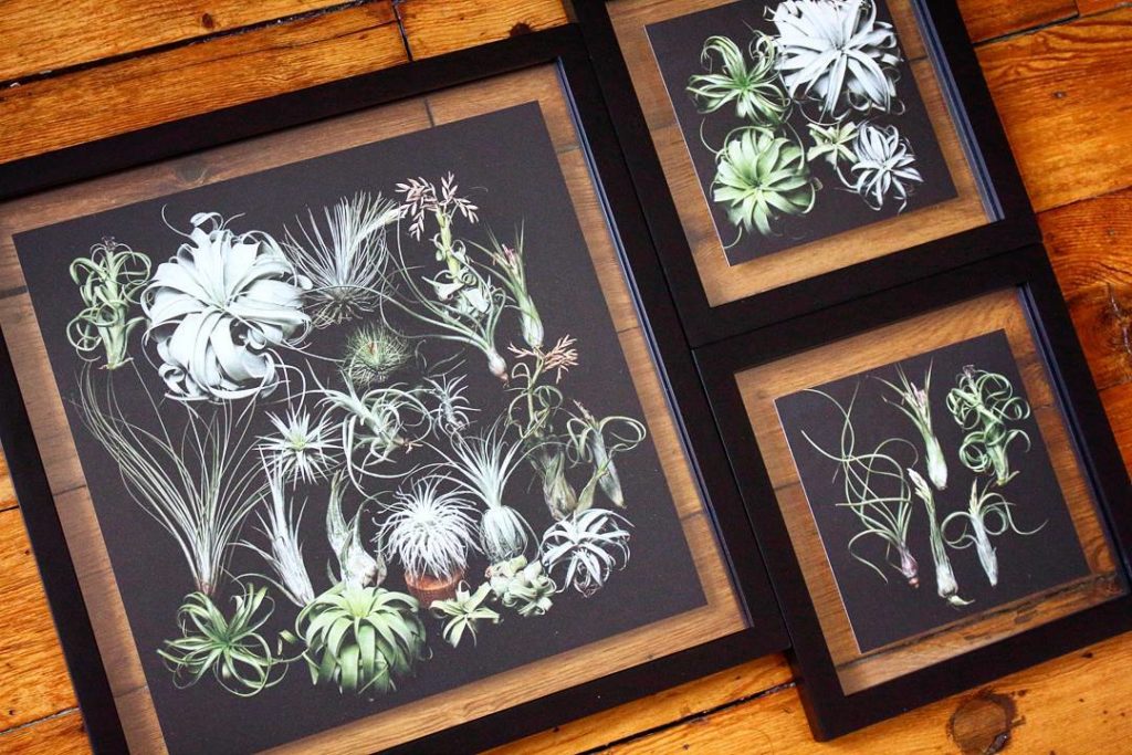 @houseplantjournal: Thank you for all the birthday wishes! Make my day by making this Tillandsia pri…