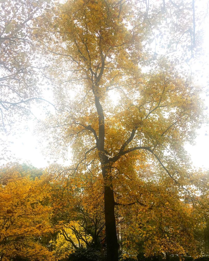 @richardmiers: Stunning Tulip tree (Liriodendron tulipifera) in Kensington Square. Autumn conti…