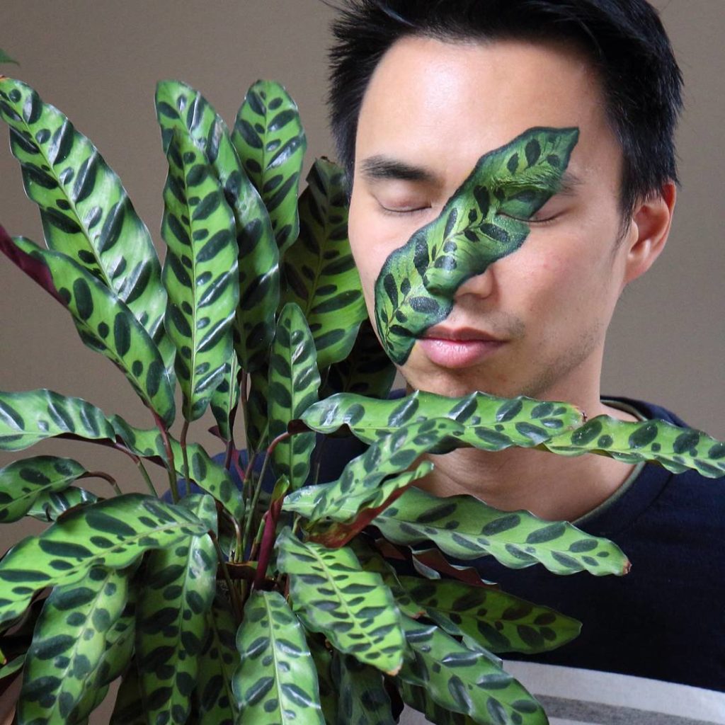 @houseplantjournal: My friend, @aaciiree_facepaint asked me “what plant would you like to be for Hal…