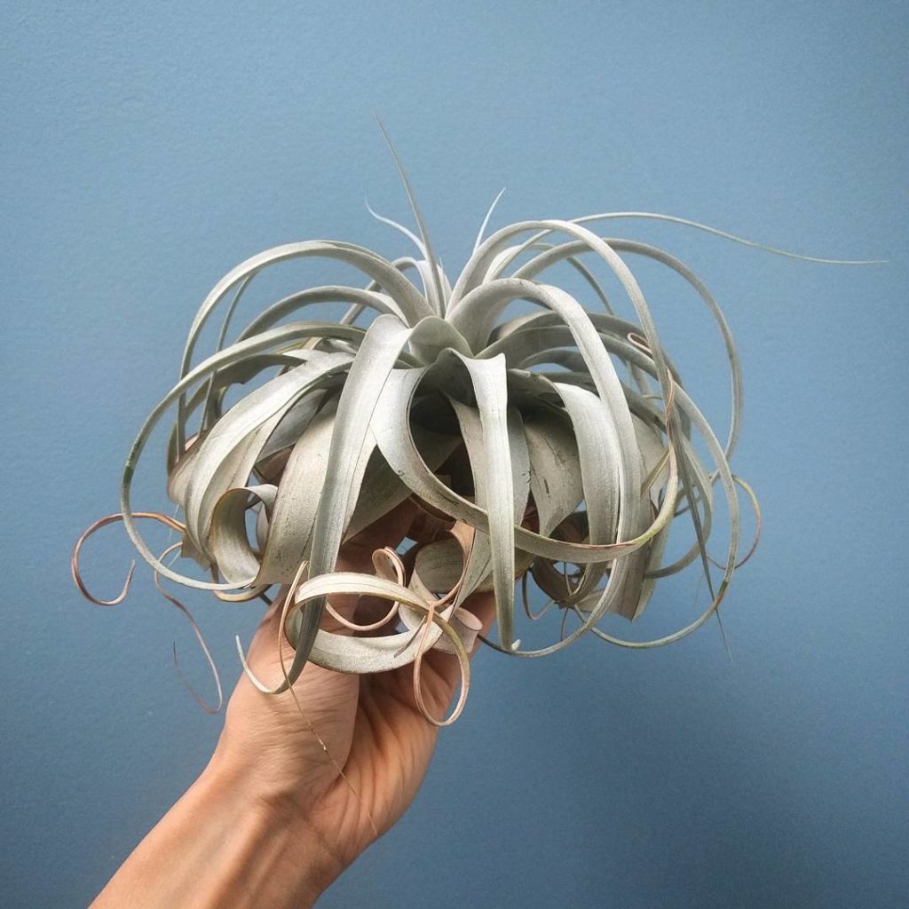 @houseplantjournal: The star of my air plant print – I’ve decided to leave the giveaway open until t…