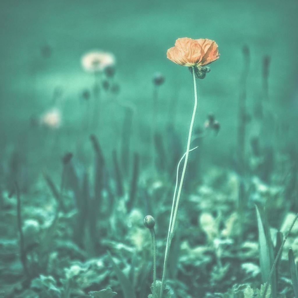 @gardendesignmag: “Off Season” in the gardens by the North (Dutch) Windmill photographer @smkaneph…