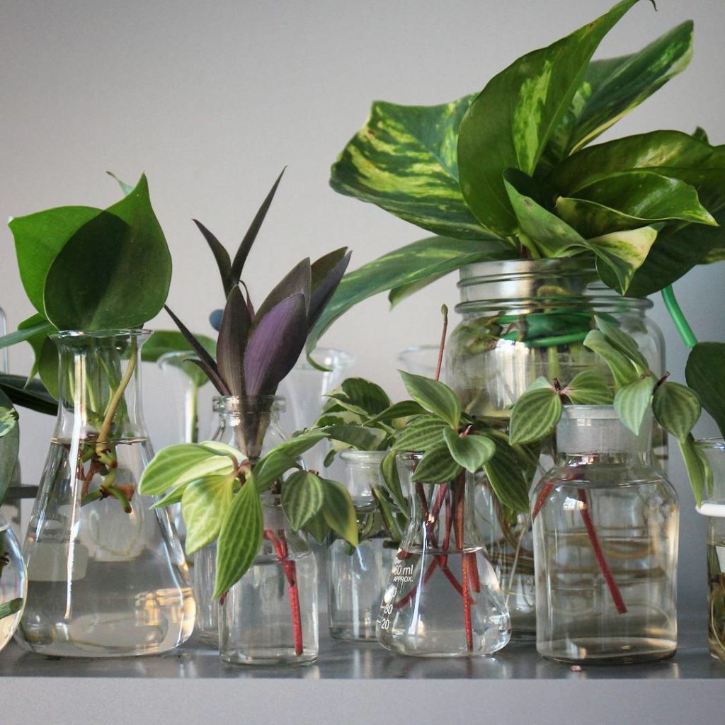 @houseplantjournal: Close up of the propagation station featuring: heart-leaf philodendron, Tradesca…