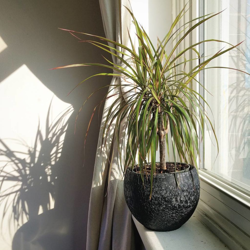 @houseplantjournal: My fiancée’s Dracaena marginata enjoying the morning sun
~
~
#dracaena #dracaena…