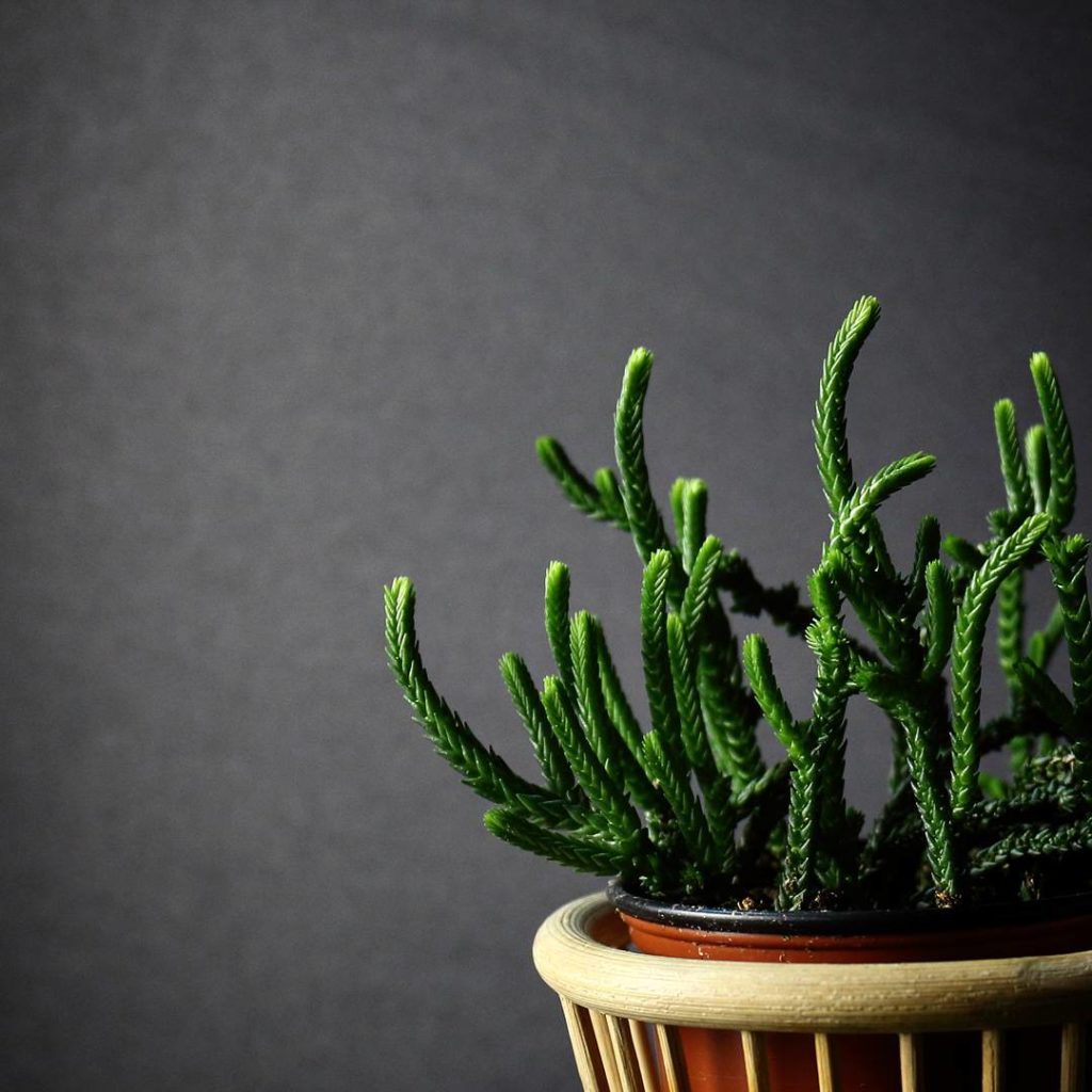 @houseplantjournal: I brought two of my office plants out to the club for a night of photography and…