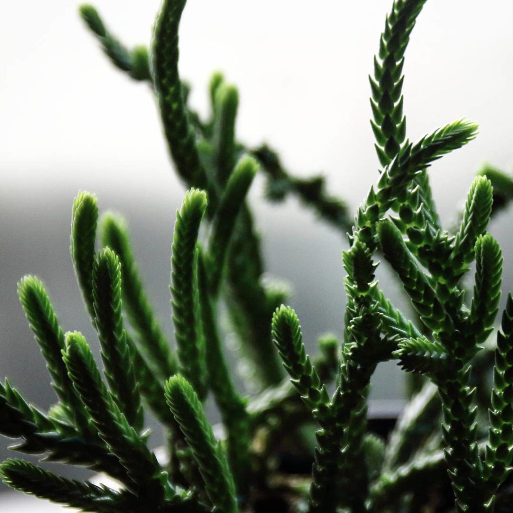 @houseplantjournal: More light experiments with Crassula muscosa
~
~
#crassulamuscosa #succulents #t…