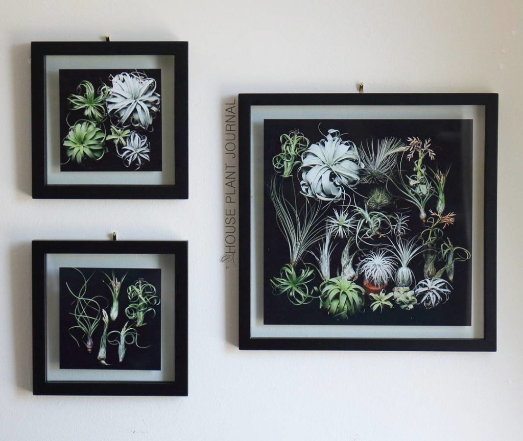 @houseplantjournal: This set of Tillandsia prints is now available in my store (link in profile). Al…