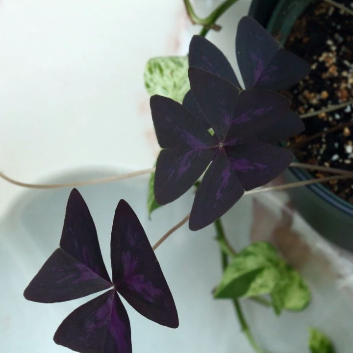 @houseplantjournal: Good morning, Oxalis triangularis!
~
~
#oxalistriangularis #oxalis #purpleshamro…
