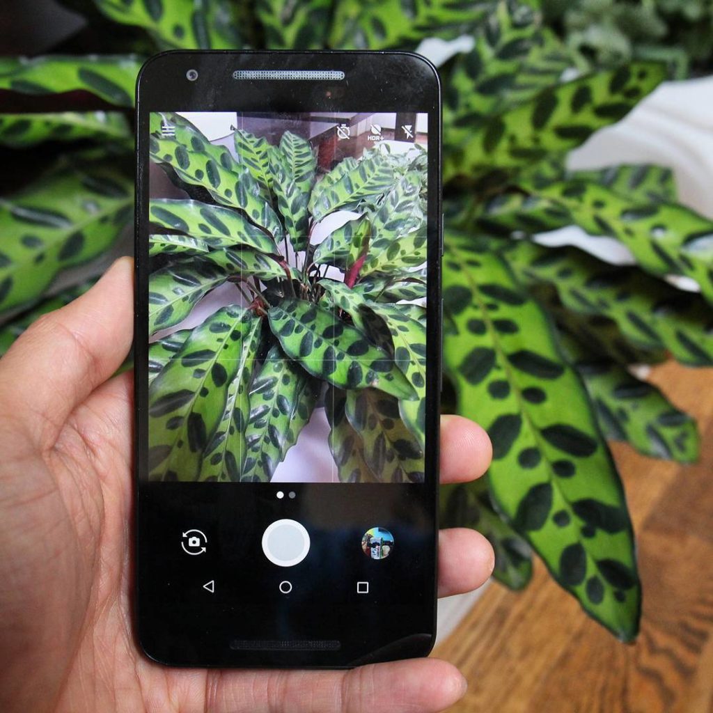 @houseplantjournal: New blog post (link in profile): “How to identify some plants with Google” – if …