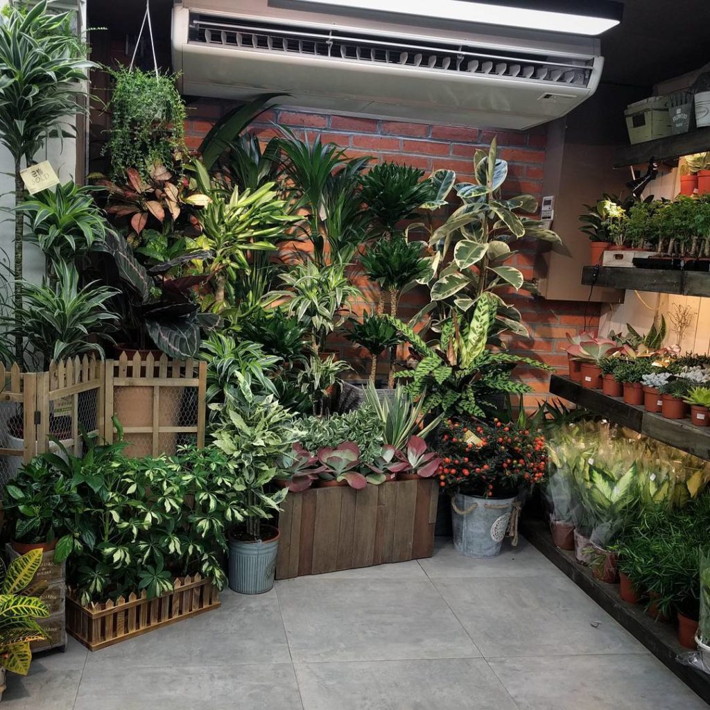 @houseplantjournal: More plant shops in Hong Kong
~
~
#hongkong #flowermarket #houseplantjournal #pl…