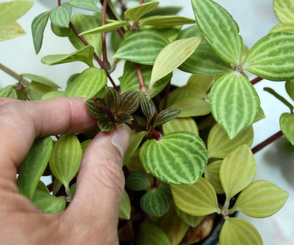 @houseplantjournal: Just when I thought I would have to “reset” my peperomia puteolata, these new st…