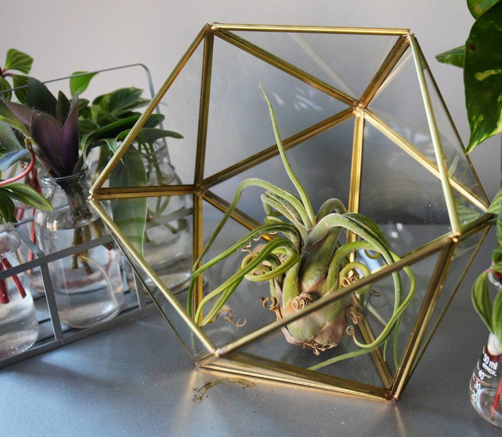 @houseplantjournal: As I set down this lovely terrarium, made by my friend and fellow U of T enginee…