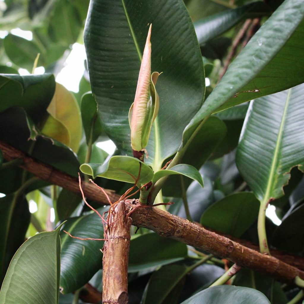 @houseplantjournal: Plant observations – look closely at this broken branch of a ficus elastica. The…