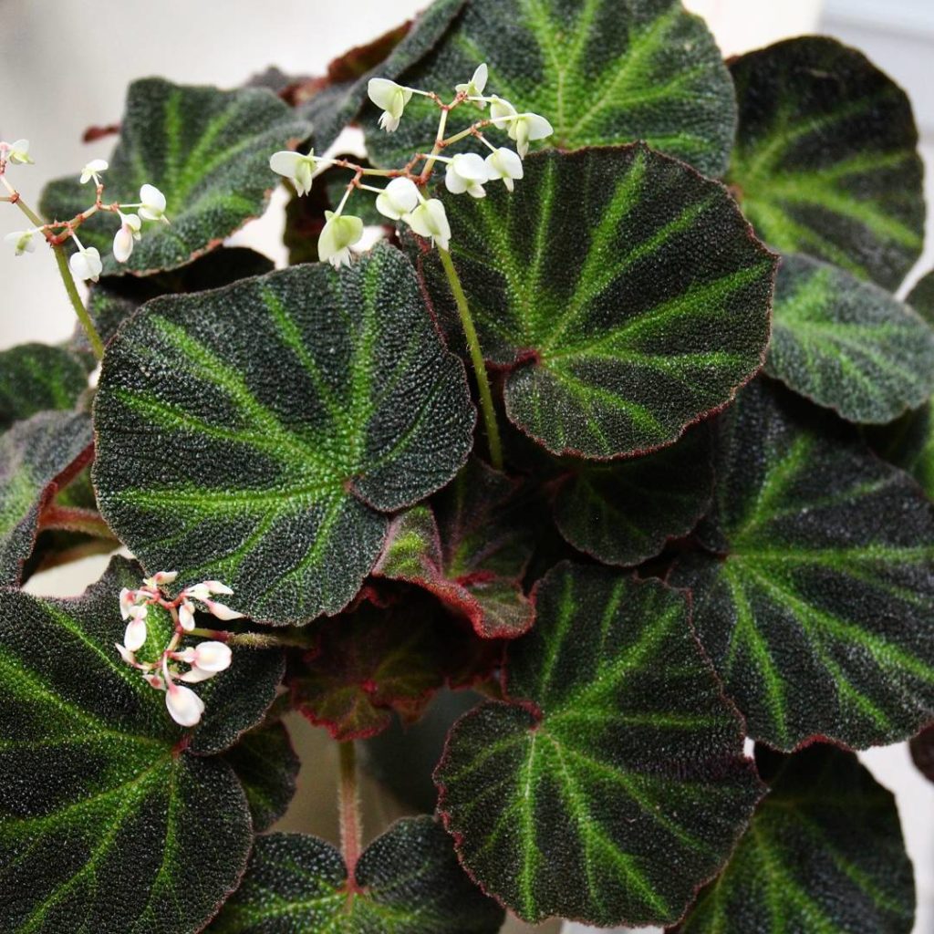 @houseplantjournal: Welcome, Begonia soli-mutata – another rhizomatous begonia to add to the family
…