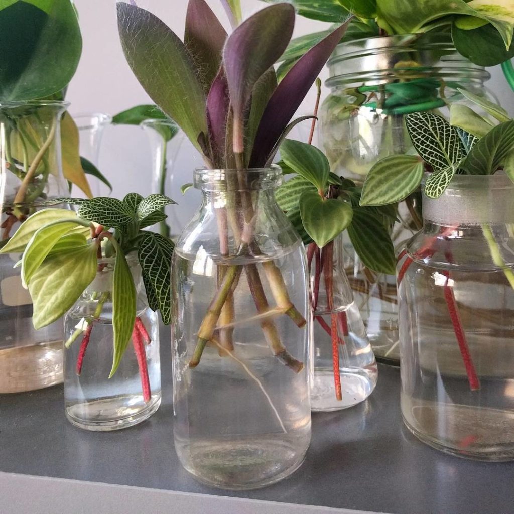 @houseplantjournal: These Tradescantia pallida cuttings sure root quickly. It must be during its gro…