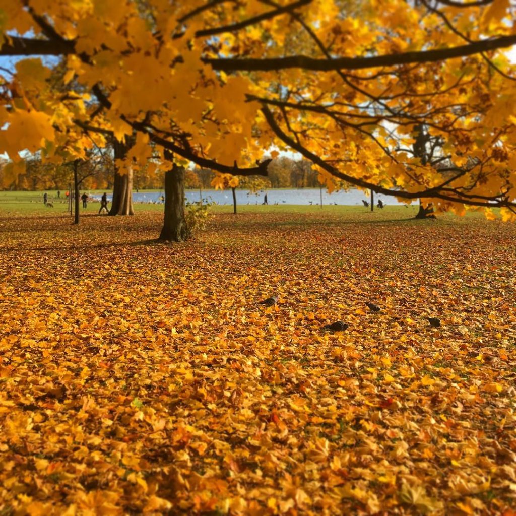@richardmiers: In Kensington Gardens again looking through a sea of leaves to the Round Pond. #…