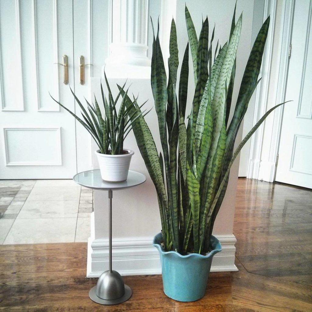 @houseplantjournal: This blue container of Sansevieria trifasciata (my first snake plant) is probabl…