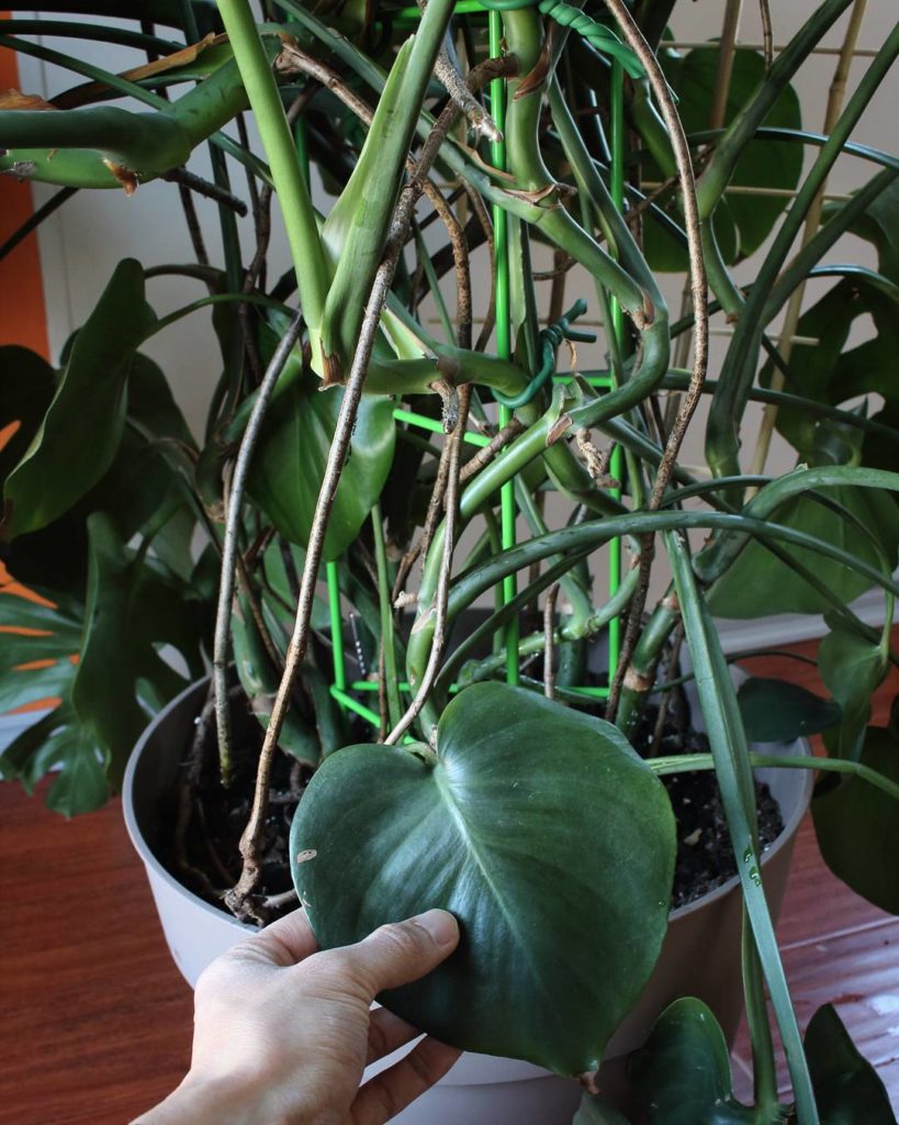 @houseplantjournal: (1/2) Monstera deliciosa tip: when you first buy a monstera deliciosa, it’s prob…