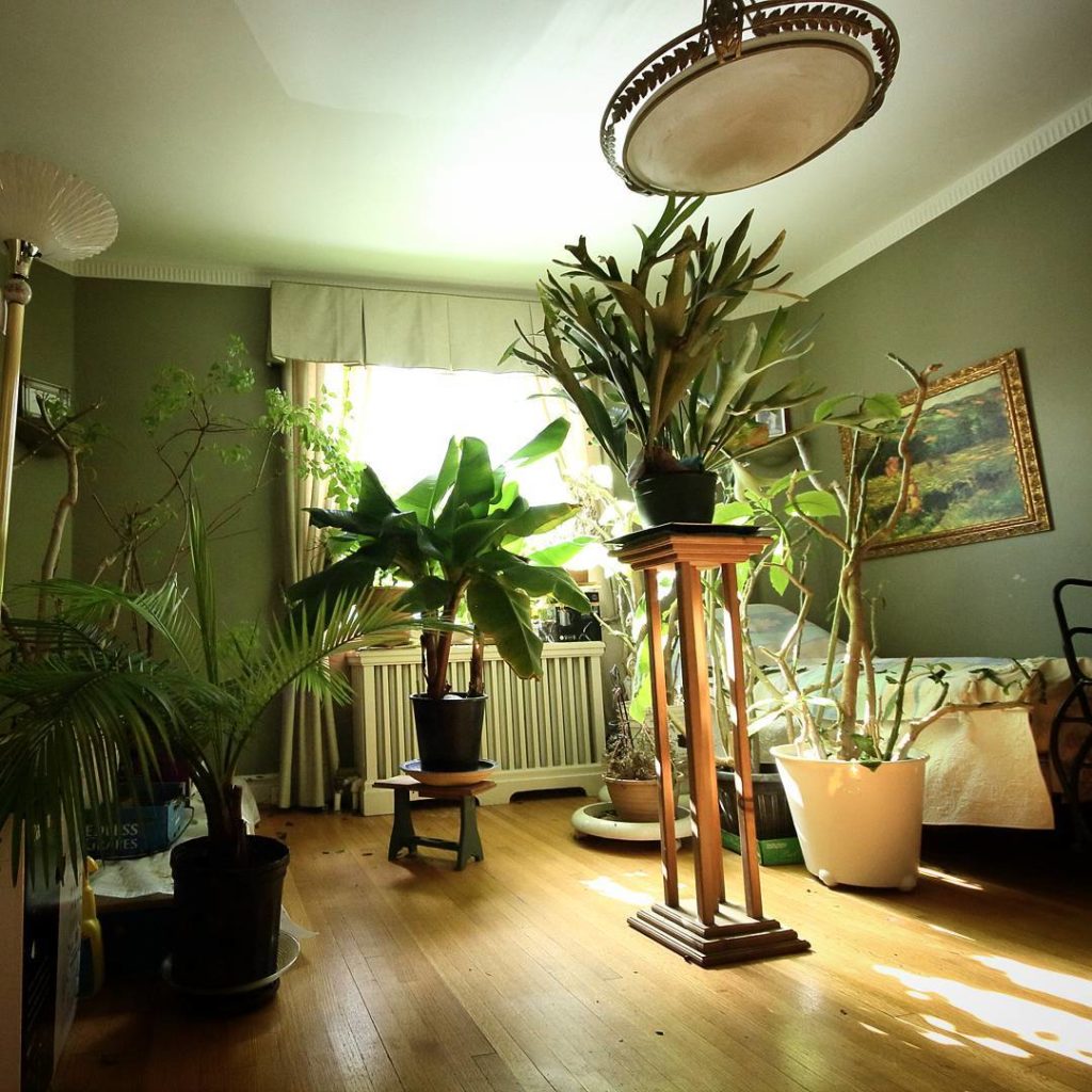 @houseplantjournal: I’ve never gotten into the habit of keeping tropicals outside during the warmer …