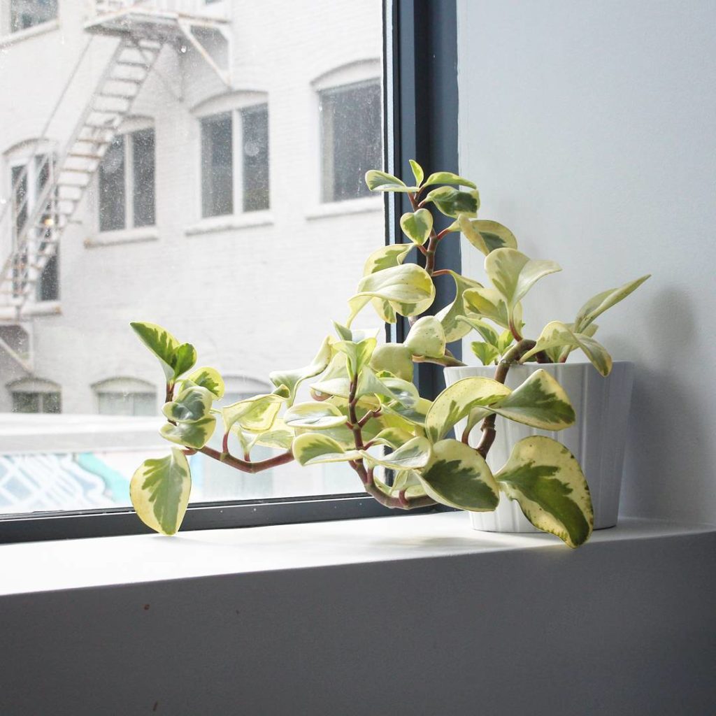 @houseplantjournal: Here’s a peperomia obtusifolia variegata (“baby rubber plant”) I’ve owned for 3 …