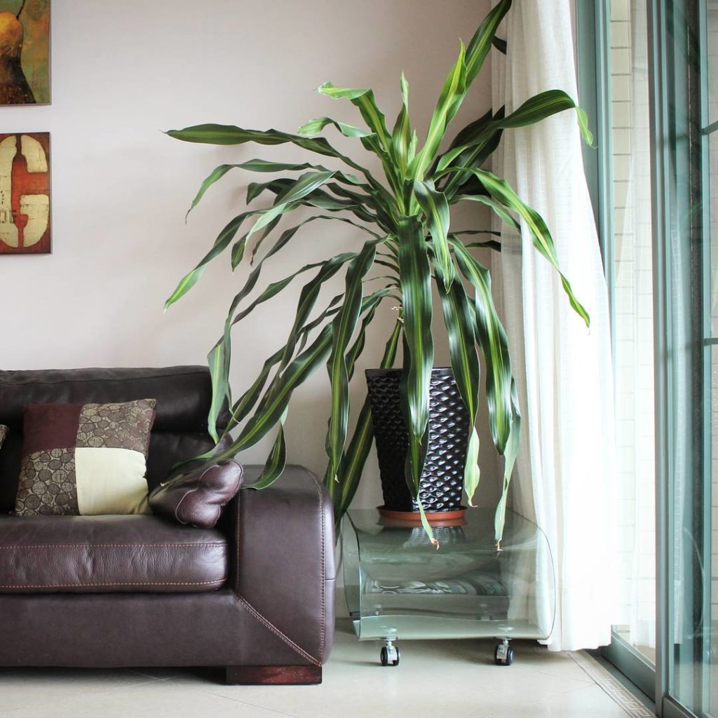 @houseplantjournal: And here’s my aunt’s Dracaena fragrans growing as a single stem instead of a pru…