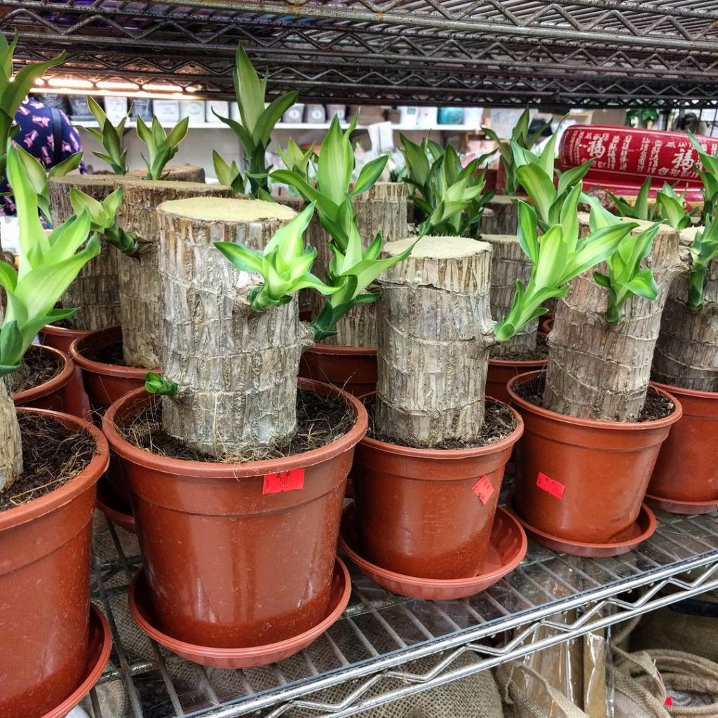 @houseplantjournal: Much of how we recognize house plants is affected by how manufacturers raise the…