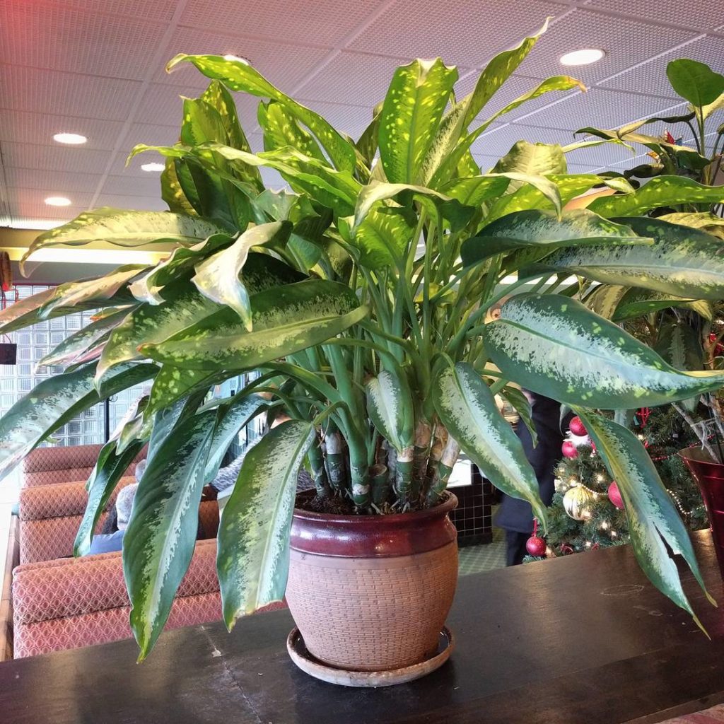 @houseplantjournal: Hey @itsasucculentworld, are you sure about the spots being a sign of disease/pe…