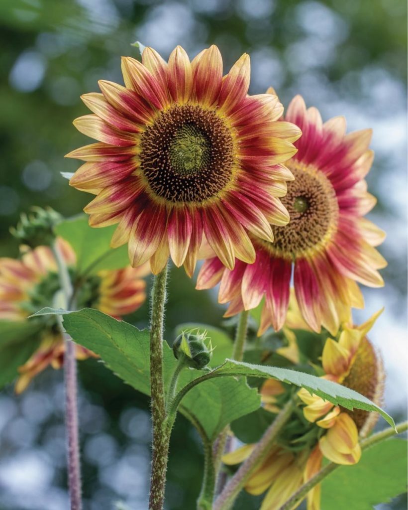 @gardendesignmag: “When working on a roundup of new plants for our Spring 2017 issue, I learned ab…