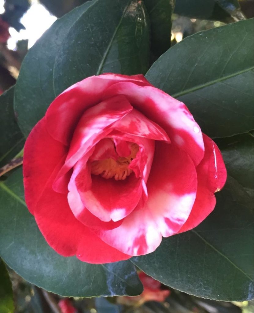 @gardendesignmag: Camellia japonica ‘Firebrand Variegated’ at @thehuntingtonlibrary
Don’t miss th…