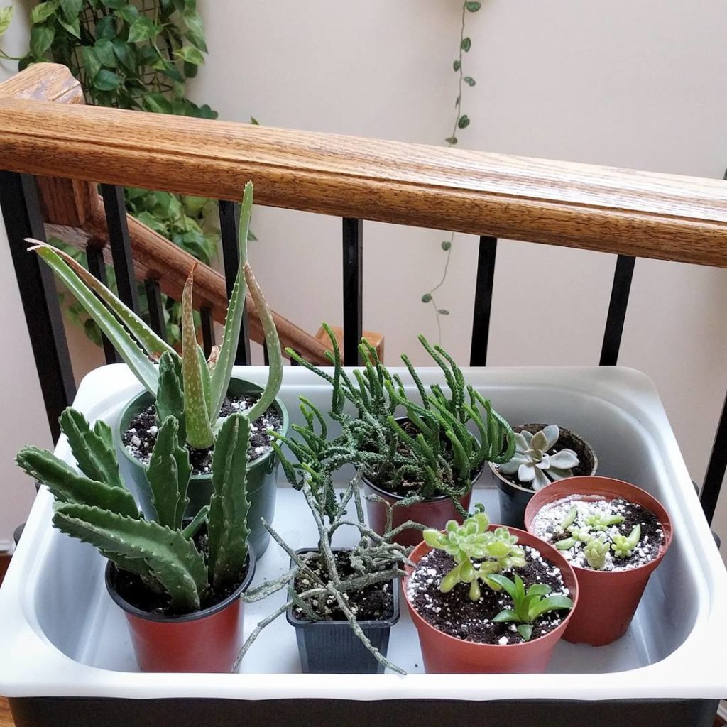 @houseplantjournal: Something for #succulentsaturday – trading cuttings is inevitable when meeting n…