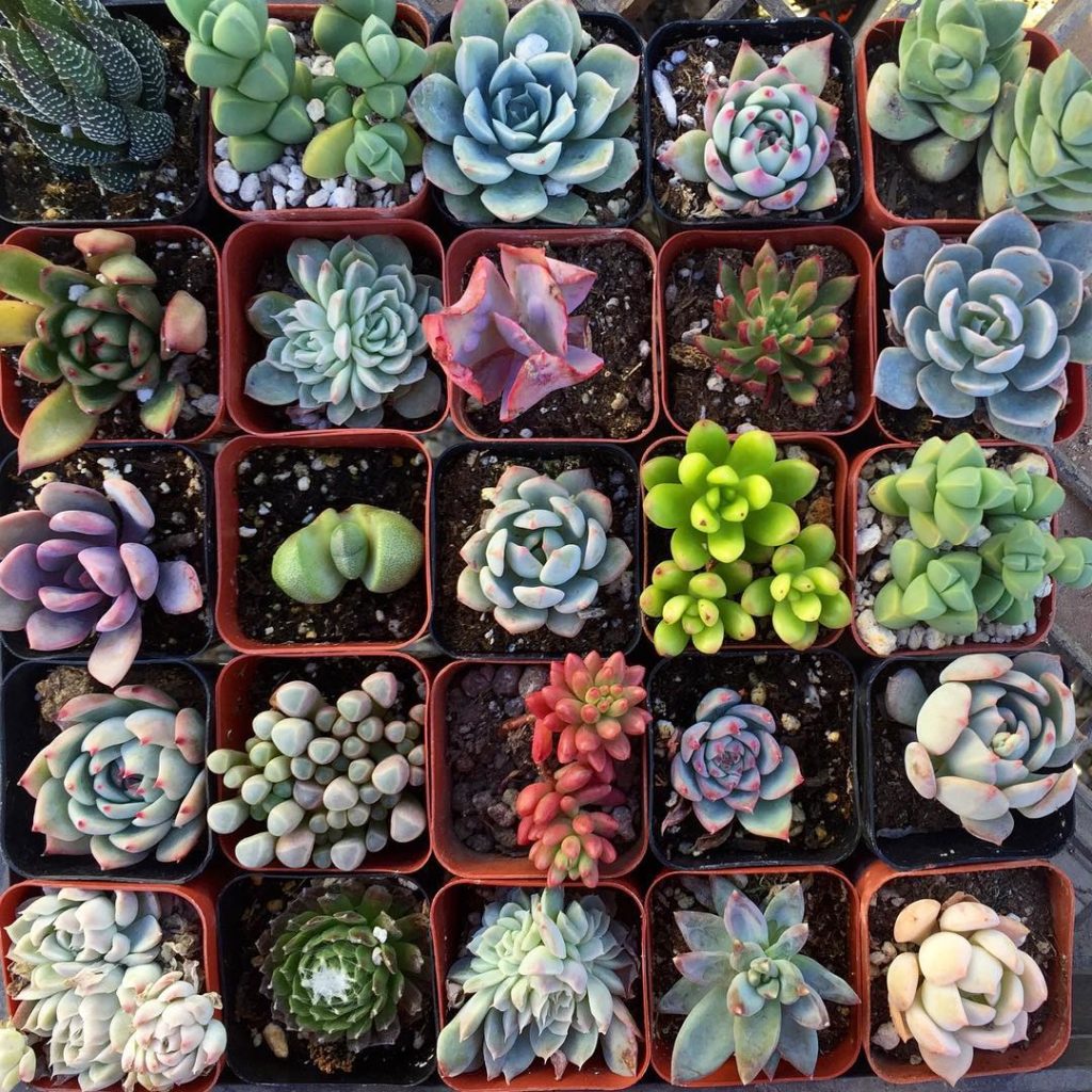 @fairyblooms: 2″ succulents are so cute! I love using these for terrariums and little gifts! ️…