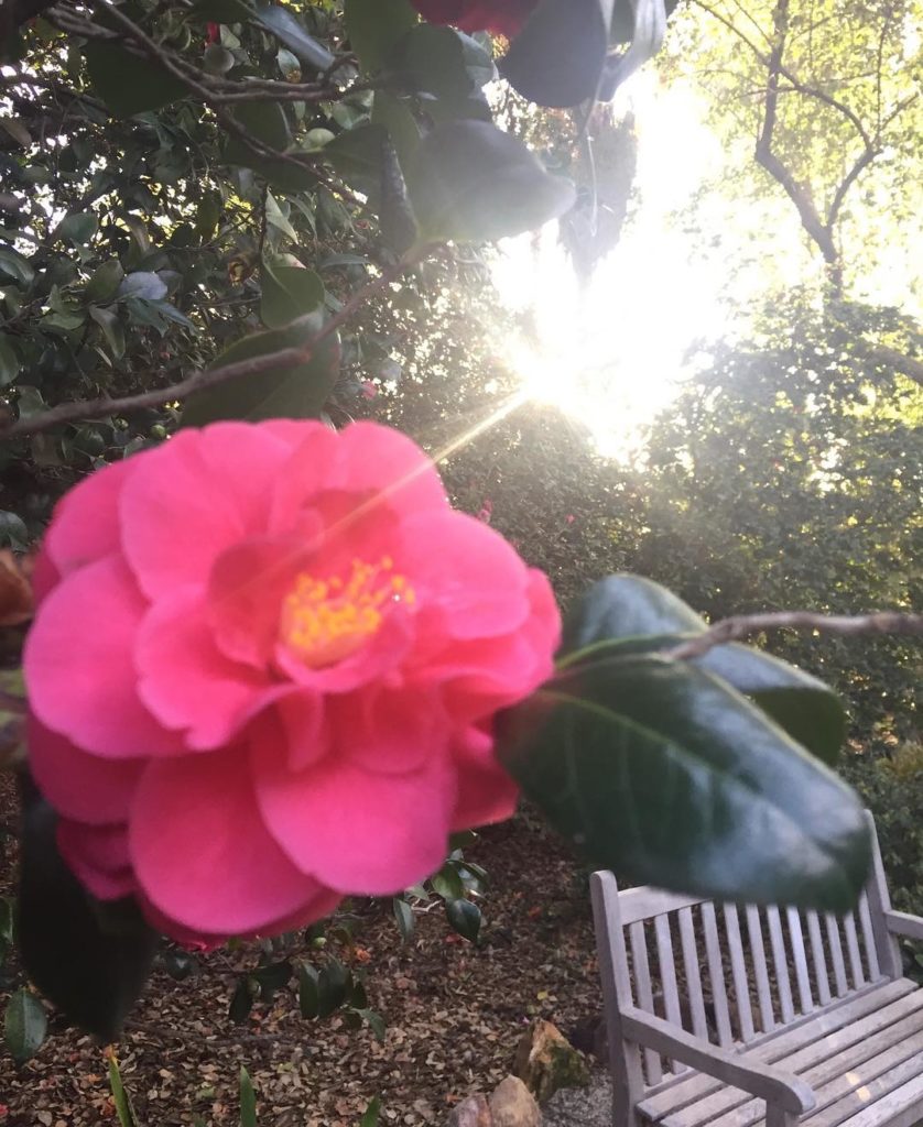 @gardendesignmag: Beautiful morning at @thehuntingtonlibrary today! Camellia japonica ‘Mrs. Joseph…