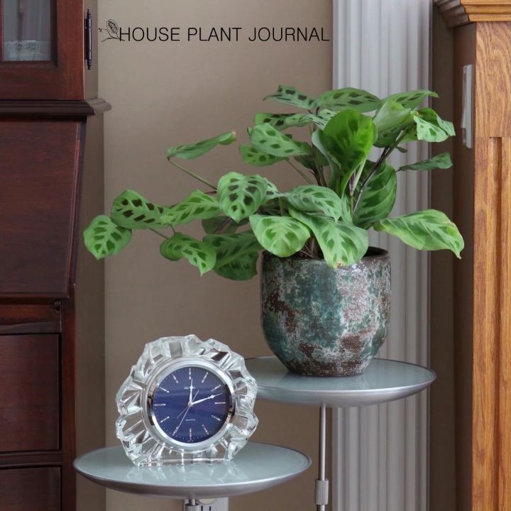 @houseplantjournal: Maranta leuconeura var. kerchoveana (prayer plant) from 3am to 9pm. It seems to…