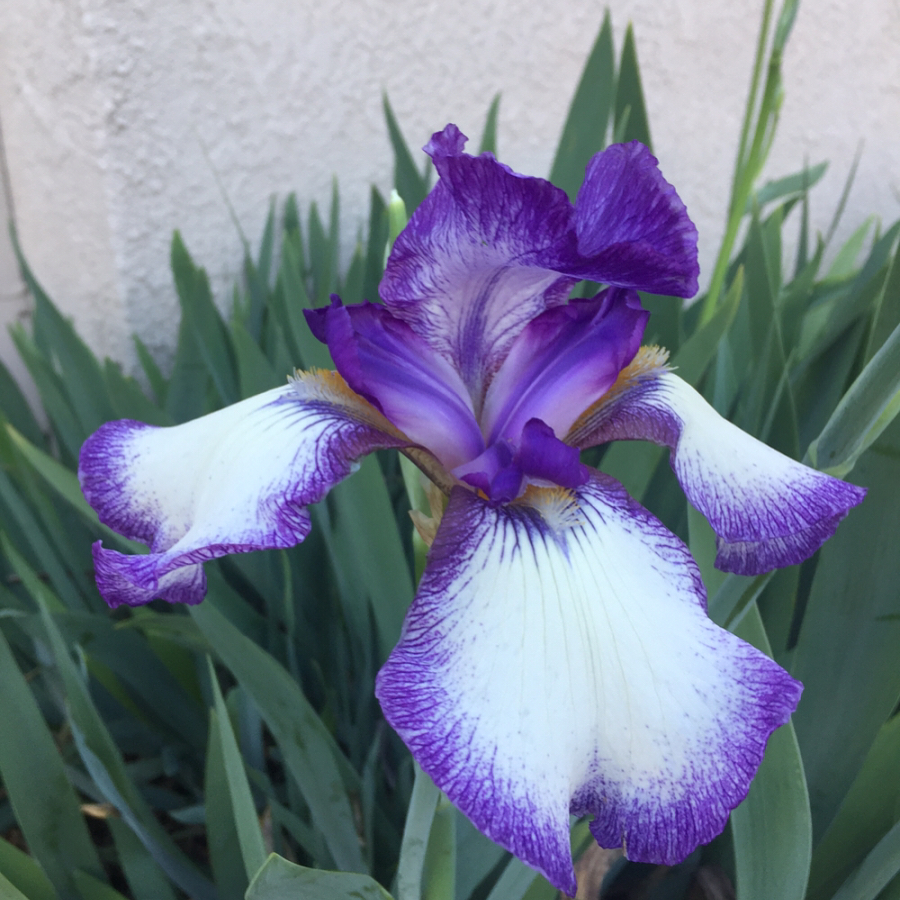 @gardendesignmag: We made it to Friday! What's your favorite color Iris ...