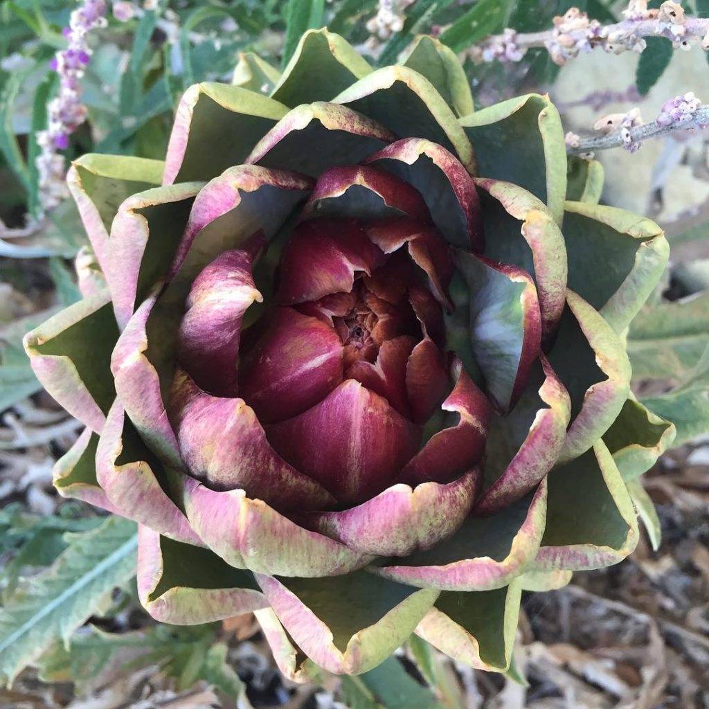 @gardendesignmag: Would you like to receive free weekly garden inspiration? Justine and Dayna brin…