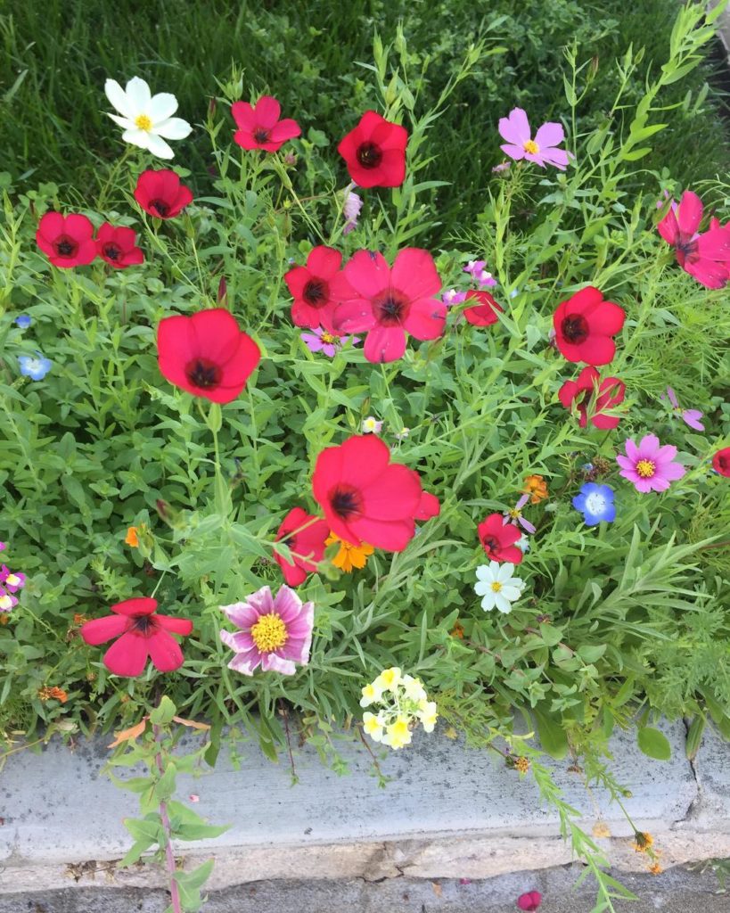 @gardendesignmag: Sending you these happy little spring flowers!
Pictured: red is Linum grandiflo…