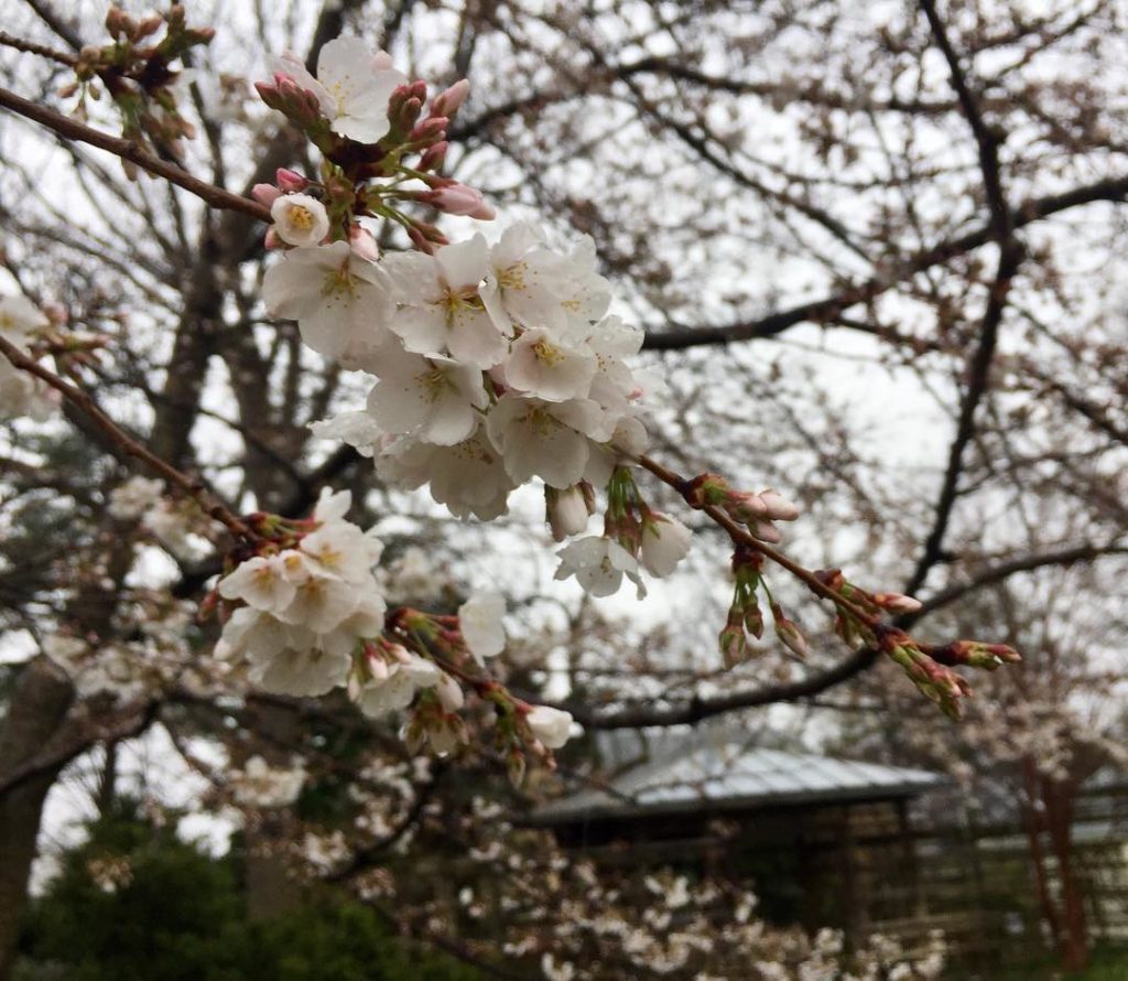 @gardendesignmag: Now blooming at @tudor_place in Washington, D.C.: Yoshino Cherry (Prunus x yedoe…