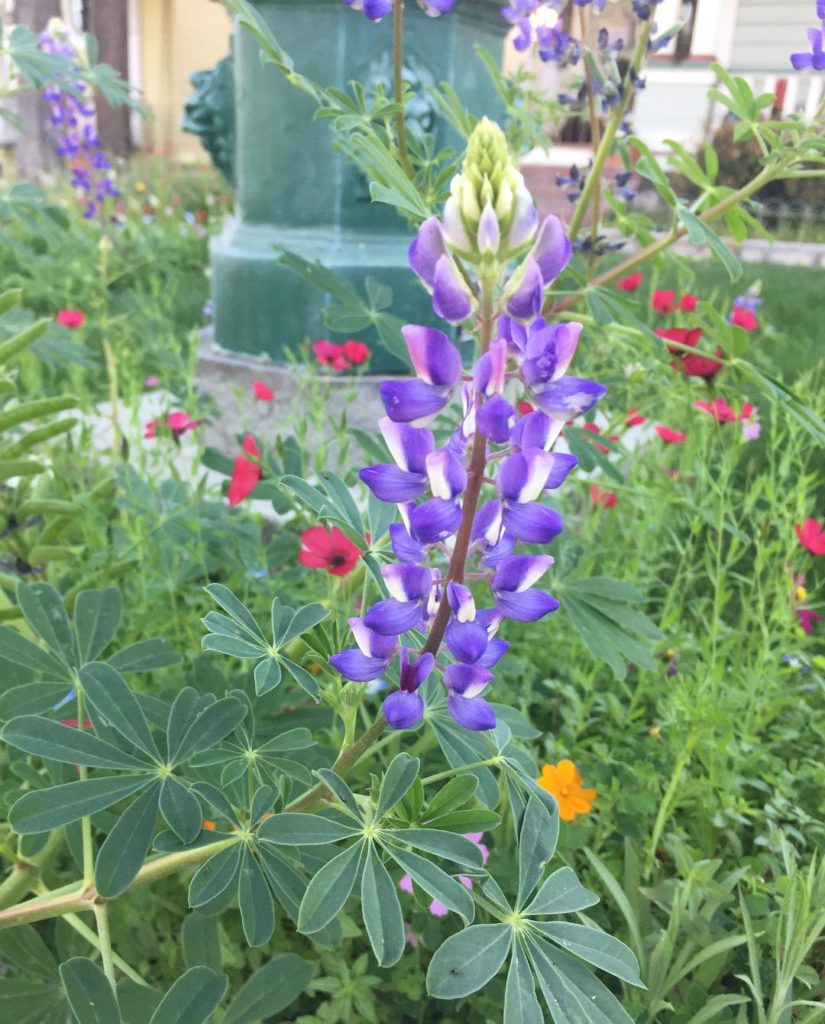 @gardendesignmag: Front yard gardens are always a treat when taking a stroll. Sending our friends …