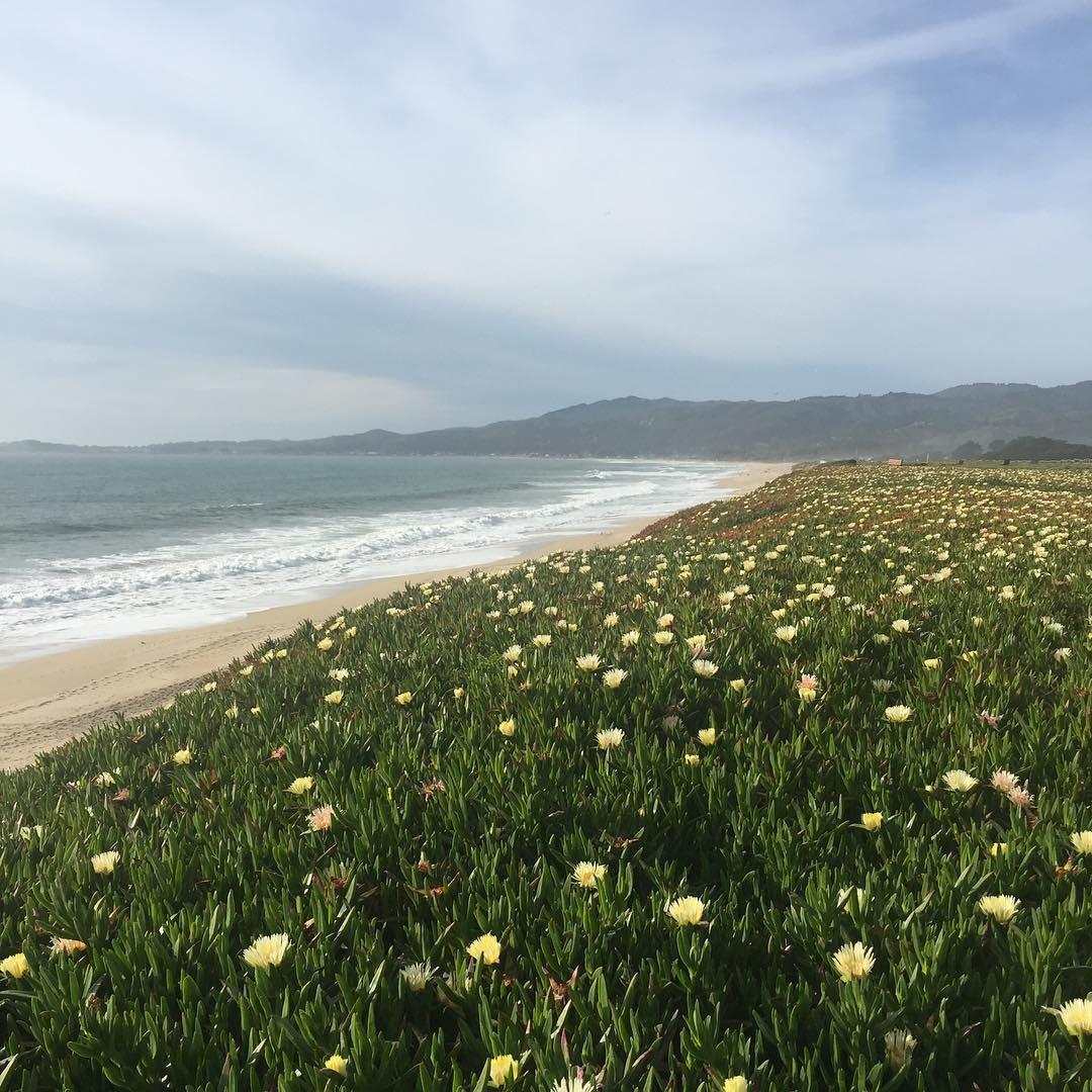 @gardendesignmag: Poplar Beach near Half Moon Bay in Northern CA . . # ...